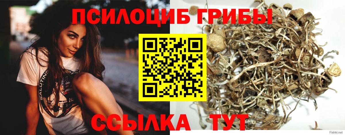 Галлюциногенные грибы Psilocybe Петрозаводск